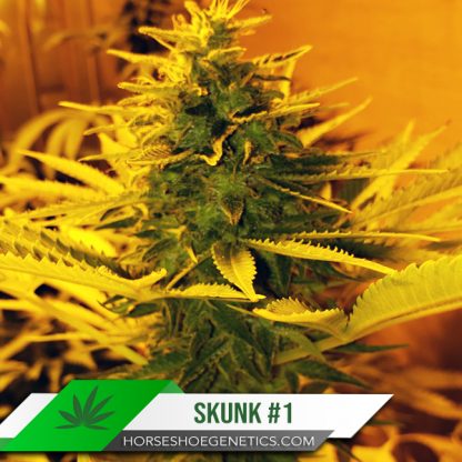 Skunk #1 Photoperiod – Horseshoe Genetics