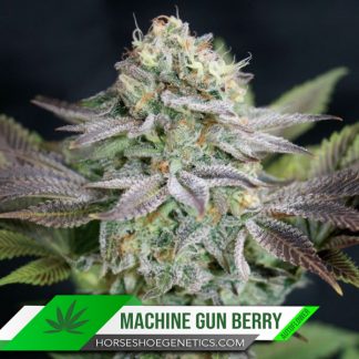 Machine Gun Berry Autoflower