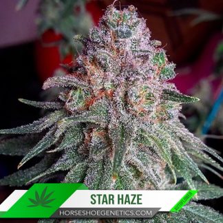 Star Haze Autoflower